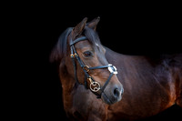 Bertie-0500