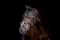 Bertie-0510